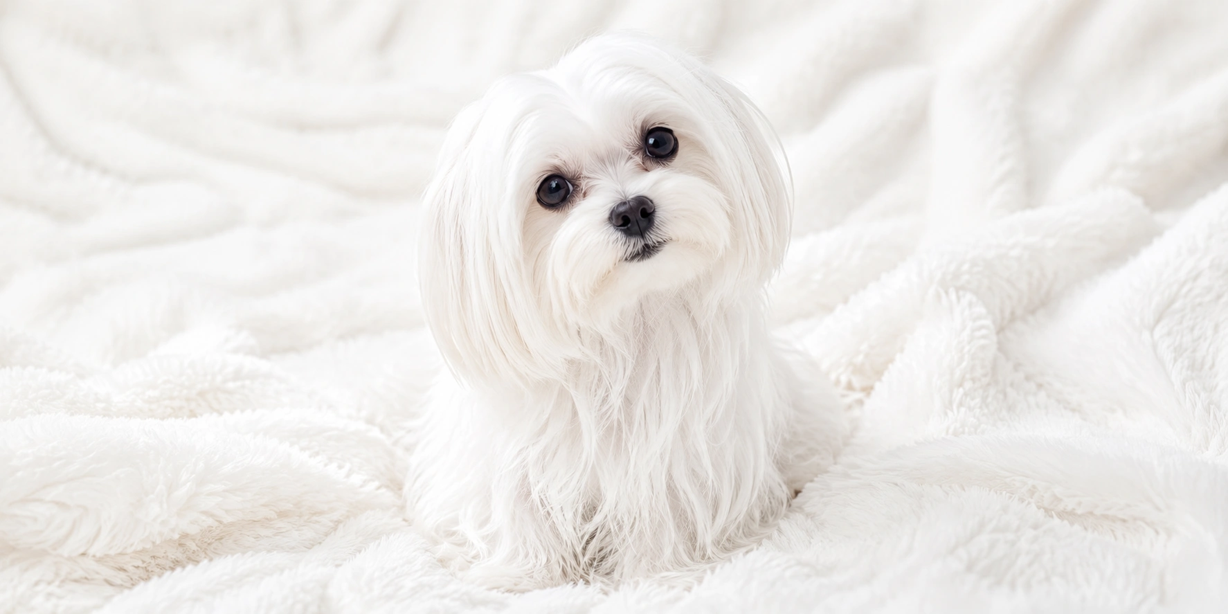 White Maltese with flowing silky coat and gentle expression