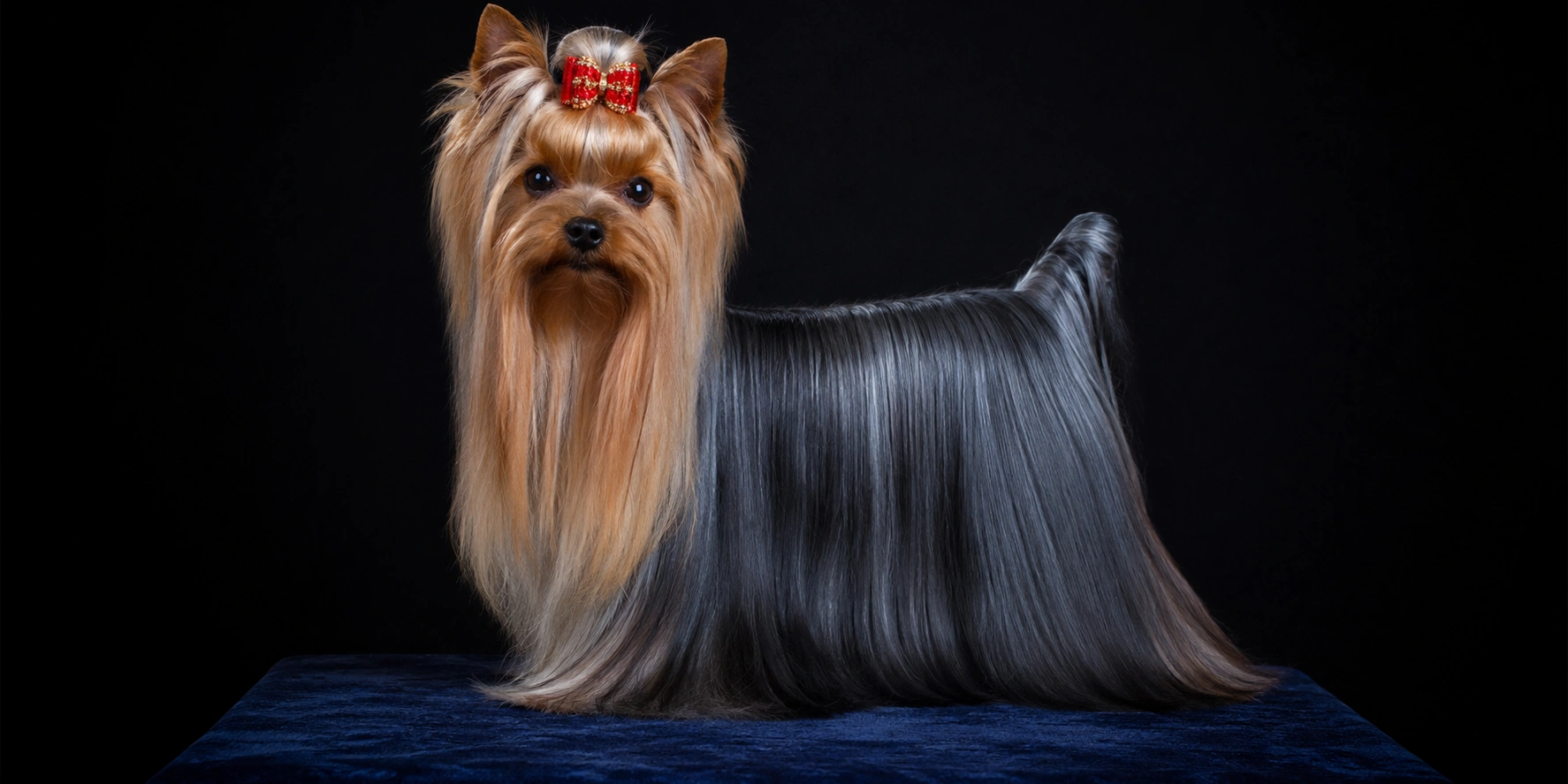 Yorkshire Terrier with long silky blue and tan coat in show trim